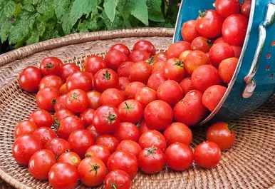 گوجه‌ فرنگی لاله تبریز با رنگ طبیعی و بافت سفت